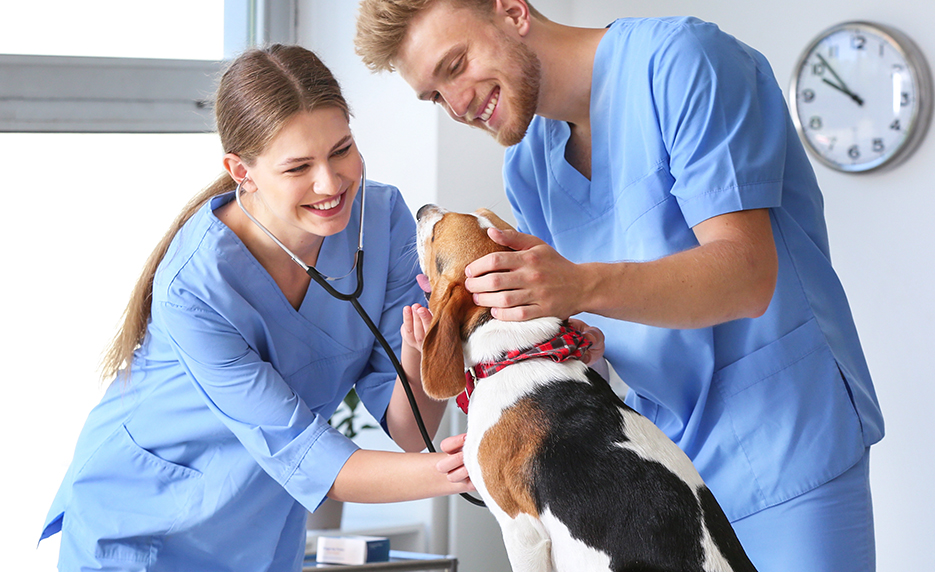 Online Veterinary Assistant from Community College of Aurora